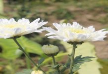 ভালোবাসা দিবসের নতুন উপহার টিউলিপ, ২৫ কোটি টাকার ফুল বিক্রির আশা