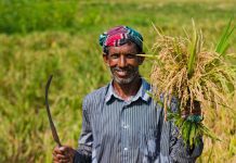 সরকার ১ লাখ ৩৬ হাজার ক্ষুদ্র কৃষককে ঋণ দেবে