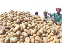 আলু আমদানিতে অনুমতি, বাজারে দাম স্থিতিশীল করার চেষ্টা