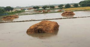 পানির নিচে ধান২