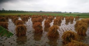 পানির নিচে ধান৩