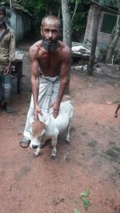 ৫ মাসের গরুর উচ্চতা ১৭ ইঞ্চি, স্থান পেতে পারে গিনেজ বুকে 1 jessore 2