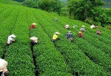 দৈনিক মজুরি ১৭০ টাকা ধার্য করায় খুশি চা শ্রমিকরা