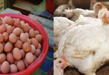 কমতে শুরু করেছে ডিমের দাম