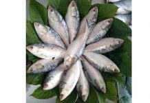 ইলিশ সম্পদ উন্নয়নে জাটকা সংরক্ষণ সপ্তাহ শুরু ৩১ মার্চ