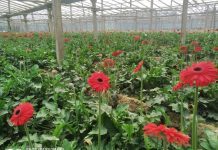 ফেব্রুয়ারি তিন দিবসে ৭০ কোটি টাকার ফুল বিক্রির সম্ভাবনা