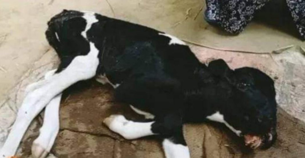 যশোরে দুই মাথা চার চোখ নিয়ে বাছুরের জন্ম