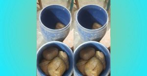 শার্শায় ৩৮ কেজি গাঁজাসহ এক নারী আটক