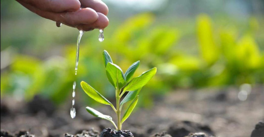 সকল সিটি কর্পোরেশন ও পৌরসভায় বৃক্ষরোপণ ও পরিচর্যা নিশ্চিত করার নির্দেশ