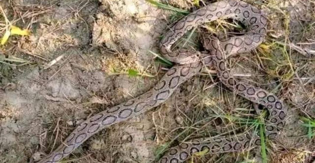যশোরে রাসেল ভাইপার আতঙ্ক: সচেতনতা বৃদ্ধি ও প্রয়োজনীয় পদক্ষেপ