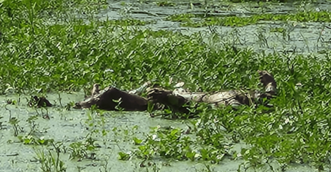 লাশের কোমরে থাকা মুঠোফোনে মিলল তরুণের পরিচয়