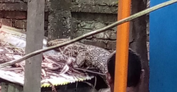 হাতিয়াতে গুইসাপ ভাসছিল পুকুরে, কুমির গুজবে তোলপাড়